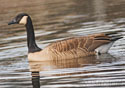 Branta canadensis